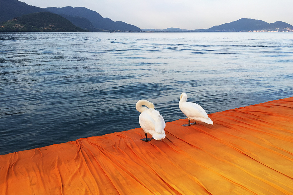 2 swans on the floating piers at iseo lake